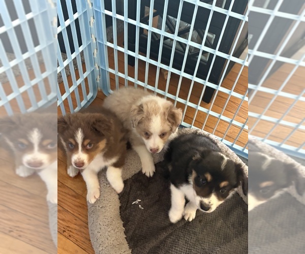 Medium Photo #1 Australian Shepherd Puppy For Sale in DAYTON, OH, USA