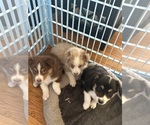Litter of 2 - Male Australian ShepherdLitter of Puppies for Sale - Small photo