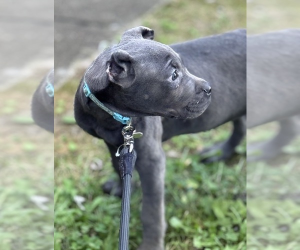 Medium Photo #3 Cane Corso Puppy For Sale in ANDERSON, IN, USA
