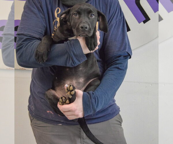 Medium Photo #3 American Staffordshire Terrier-Unknown Mix Puppy For Sale in Huntley, IL, USA