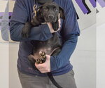 Small #2 American Staffordshire Terrier Mix