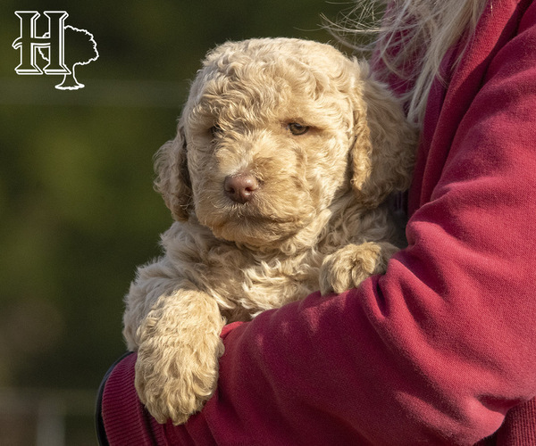 Medium Photo #2 Poodle (Standard) Puppy For Sale in ELLENBORO, NC, USA