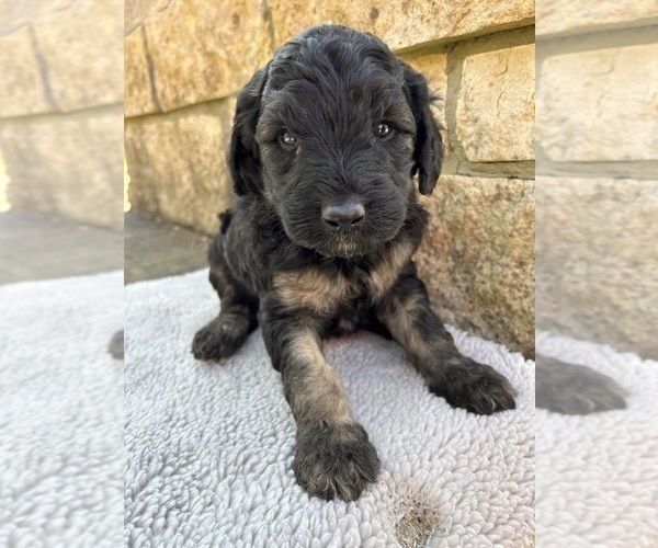 Medium Photo #3 Bernedoodle Puppy For Sale in BREMEN, AL, USA