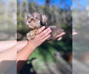 Schnauzer (Miniature) Puppy for sale in ORLANDO, FL, USA