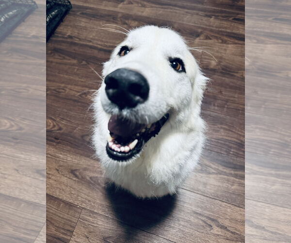 Medium Photo #9 Golden Pyrenees Puppy For Sale in Columbus, IN, USA