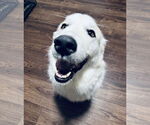 Small #8 Golden Pyrenees