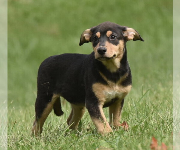 Medium Photo #3 Australian Shepherd-Unknown Mix Puppy For Sale in Mechanicsburg, PA, USA