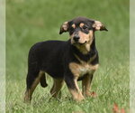 Small Photo #3 Australian Shepherd-Unknown Mix Puppy For Sale in Mechanicsburg, PA, USA
