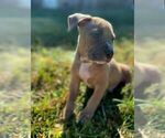 Small Photo #10 American Pit Bull Terrier Puppy For Sale in ROSSVILLE, GA, USA