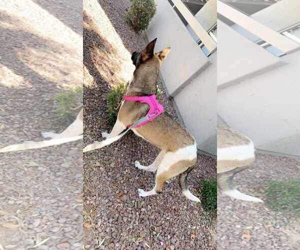 Medium Photo #3 Mutt Puppy For Sale in phoenix, AZ, USA