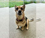 Small #2 German Shepherd Dog-Pembroke Welsh Corgi Mix