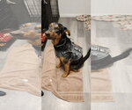 Small #5 German Shepherd Dog