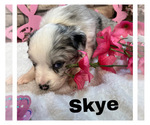 Puppy Skye Poodle (Standard)