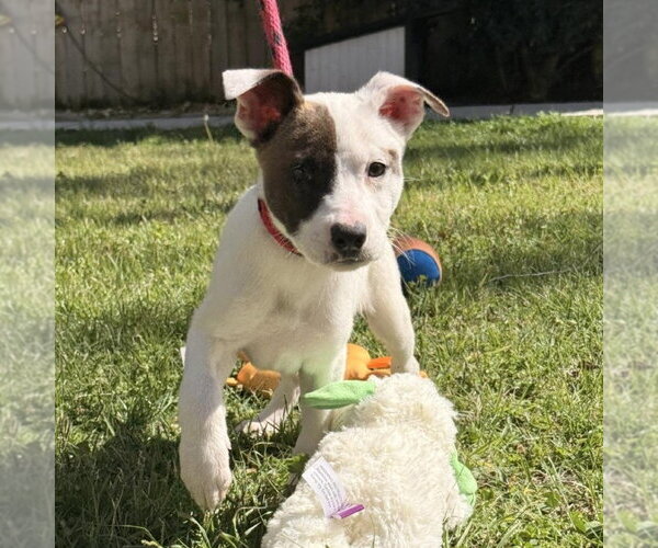 Medium Photo #4 Mutt Puppy For Sale in Yardley, PA, USA