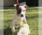 Small #3 Mutt