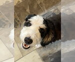 Small #1 Bernedoodle