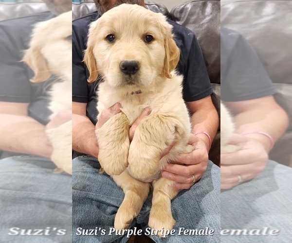 Medium Photo #4 Golden Retriever Puppy For Sale in KINGMAN, AZ, USA