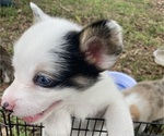 Small Photo #5 American Corgi Puppy For Sale in BRANDON, FL, USA