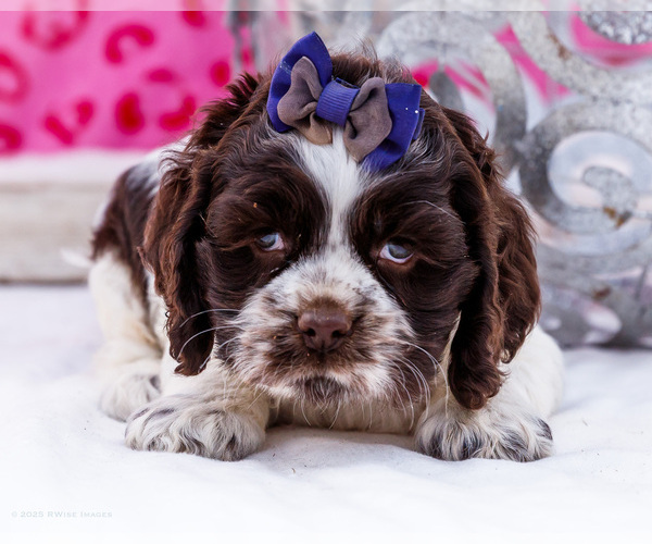 Medium Photo #15 Cocker Spaniel Puppy For Sale in WAKARUSA, IN, USA