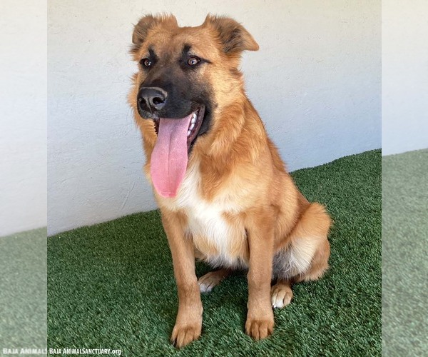 Medium Photo #5 Mutt Puppy For Sale in San Diego, CA, USA