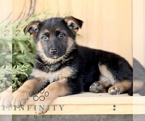 German Shepherd Dog Puppy for sale in RONKS, PA, USA