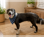 Small #1 Border Collie Mix