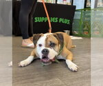 Small #6 Bull-Boxer