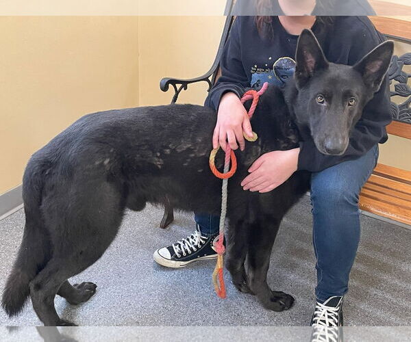 Medium Photo #1 German Shepherd Dog-Unknown Mix Puppy For Sale in Low Moor, VA, USA