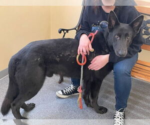 German Shepherd Dog-Unknown Mix Dogs for adoption in Low Moor, VA, USA