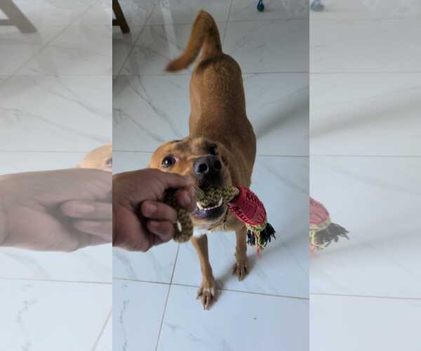 Medium Photo #3 Retriever -Unknown Mix Puppy For Sale in Virginia Beach, VA, USA