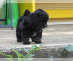 Small #4 ShihPoo