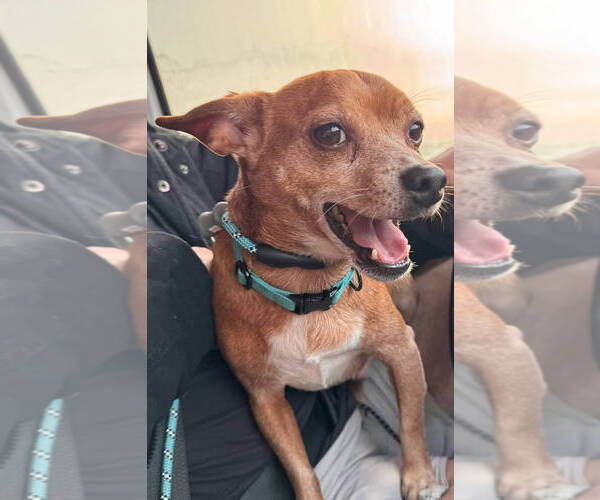 Medium Photo #3 Chi-Chon Puppy For Sale in Germantown, OH, USA