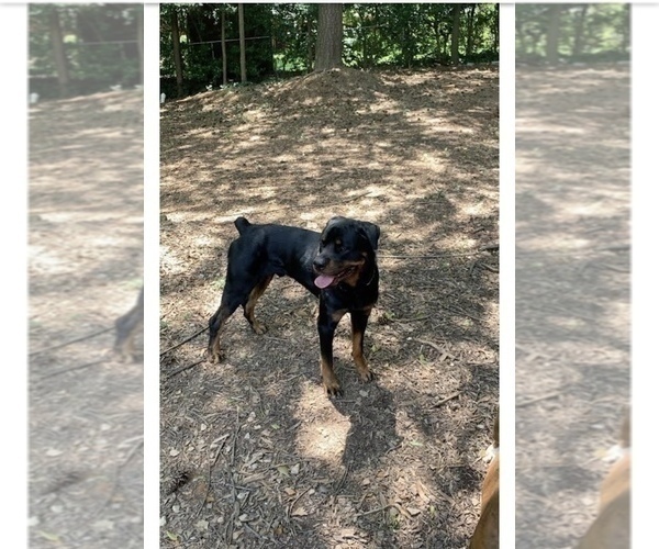 Medium Photo #1 Rottweiler Puppy For Sale in ATL, GA, USA