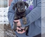 Small Photo #4 Coonhound-Unknown Mix Puppy For Sale in Huntley, IL, USA