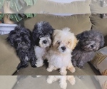 Small #2 Maltipoo