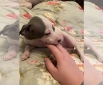 Puppy 7 Italian Greyhound