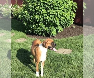 Mother of the Boxer puppies born on 06/28/2025