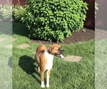 Small Photo #1 Boxer Puppy For Sale in APPLE CREEK, OH, USA