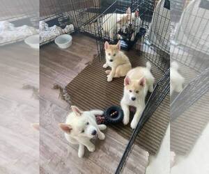 Pomsky-Siberian Husky Mix Puppy for sale in HOWELL, MI, USA