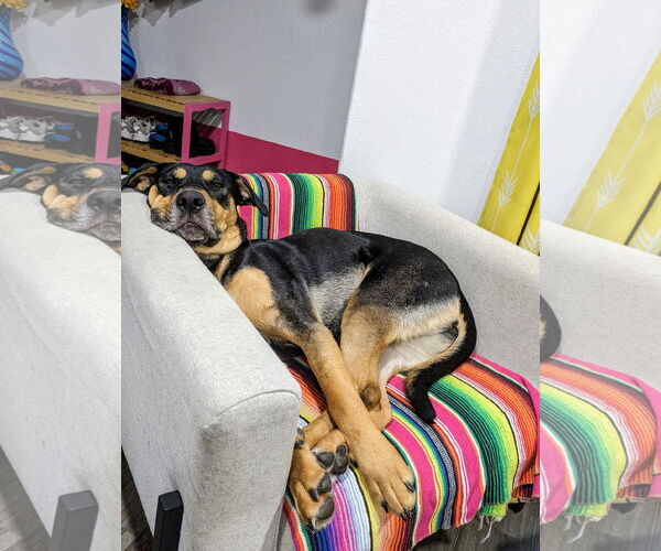 Medium Photo #12 Doberman Pinscher-Unknown Mix Puppy For Sale in Katy, TX, USA