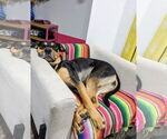Small #11 Doberman Pinscher Mix