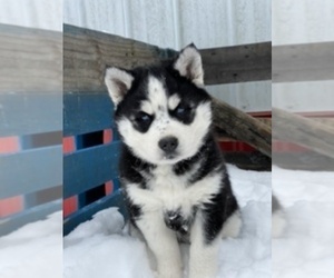 Siberian Husky Puppy for sale in CANAAN, IN, USA
