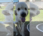 Small Photo #4 Poodle (Standard) Puppy For Sale in Pacolet, SC, USA