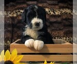 Small Photo #1 Bernedoodle Puppy For Sale in CLARE, MI, USA
