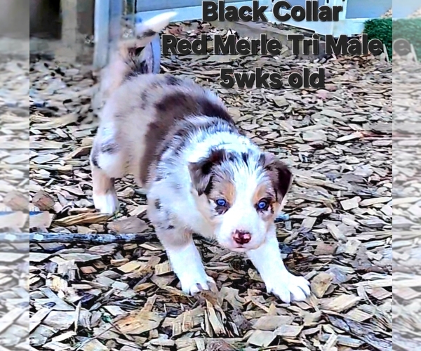 Medium Photo #7 Border Collie Puppy For Sale in BYBEE, TN, USA