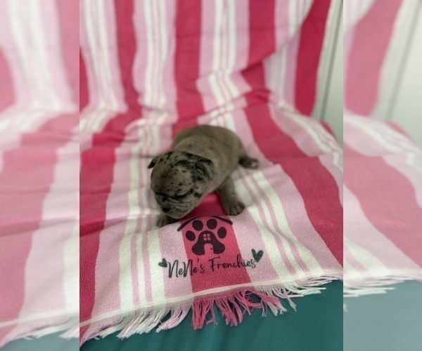 Medium Photo #24 French Bulldog Puppy For Sale in OPP, AL, USA