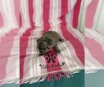 Small #23 French Bulldog