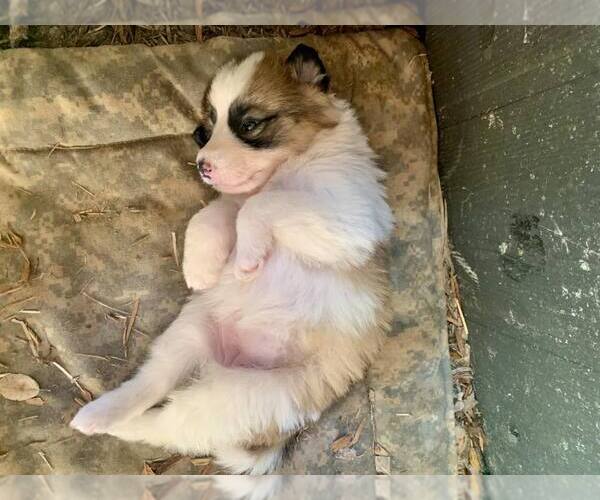 Medium Photo #2 Border Collie Puppy For Sale in Paso Robles, CA, USA