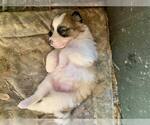 Small #1 Border Collie