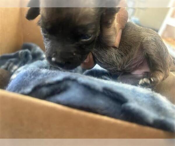 Medium Photo #1 Labrador Retriever-Unknown Mix Puppy For Sale in Houston, TX, USA